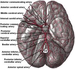 Basilar artery beneath the brain (Gray's Anatomy)